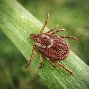 American Dog Tick
