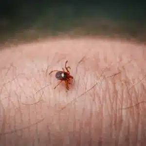 Lone Star Tick