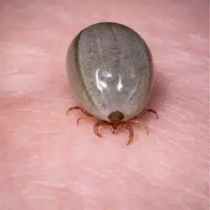 Australian Paralysis Tick