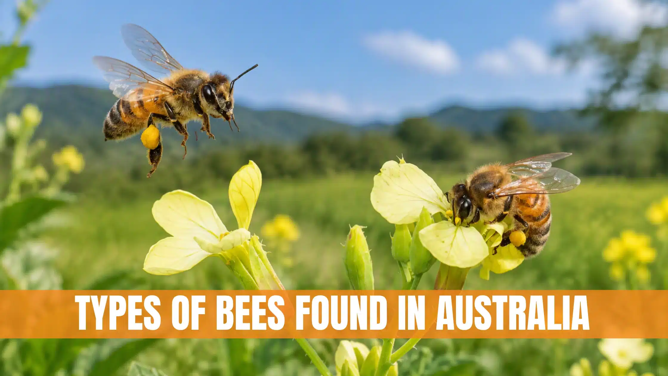 What Types Of Bees Are Found In Australia