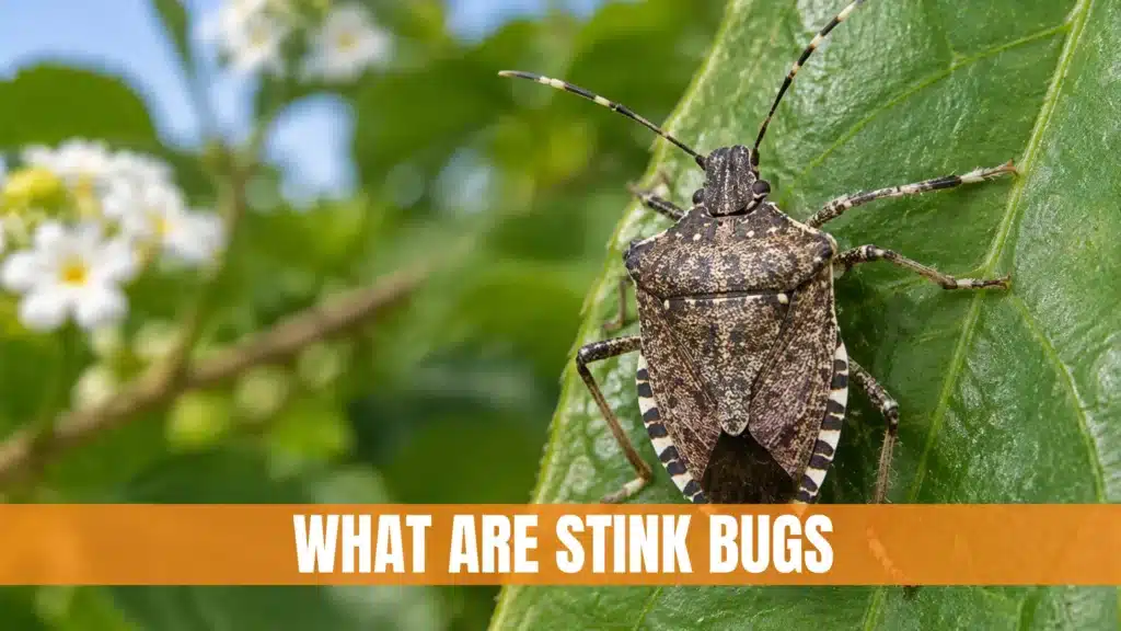 What Are Stink Bugs