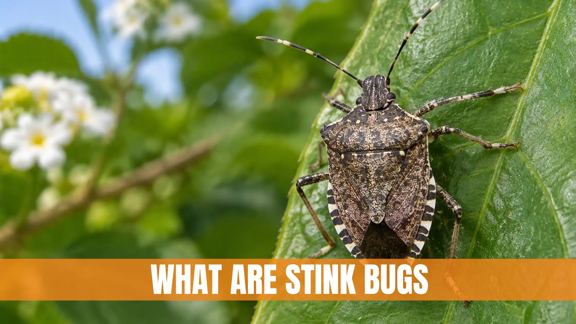 What Are Stink Bugs