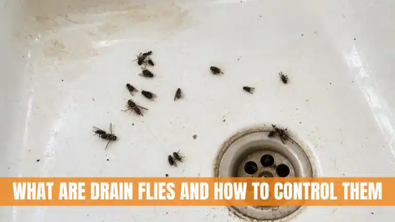 Drain Flies