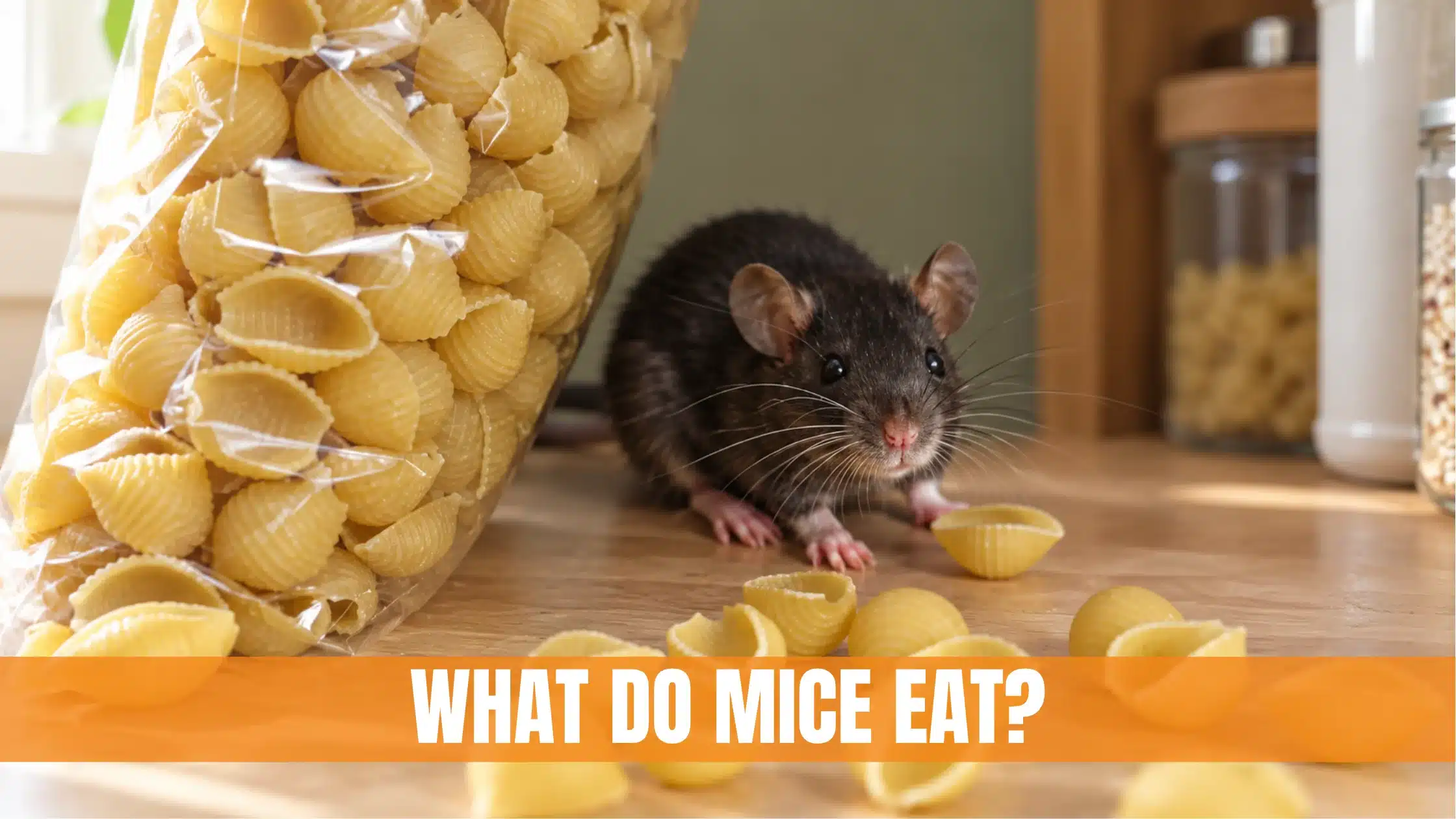 What Do Mice Eat