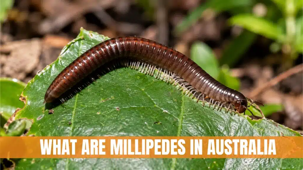 Millipedes