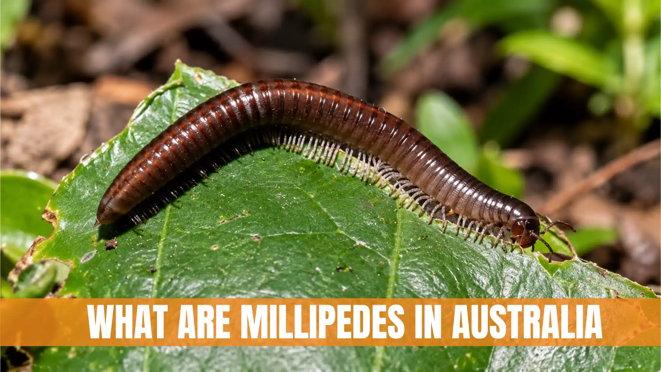Millipedes
