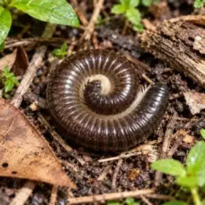 Portuguese Millipede (Ommatoiulus moreletii)