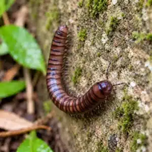 Native Australian Millipedes 