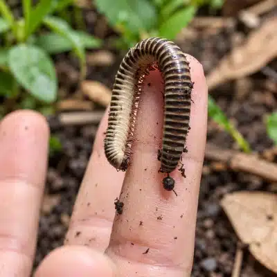 Are Millipedes Dangerous 