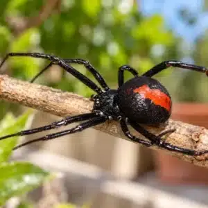 Redback Spider