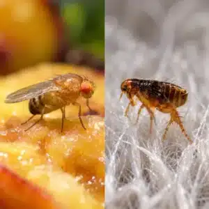 Flies and Fleas
