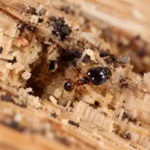 Coastal Brown Ants