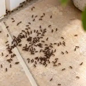 Black House Ants