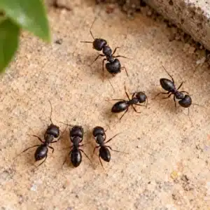 Carpenter Ants 