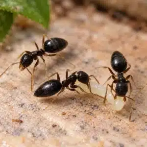White-Footed House Ants