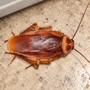 American Cockroach 