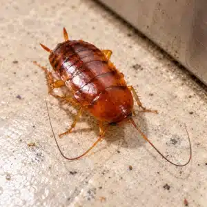 Smokybrown Cockroach