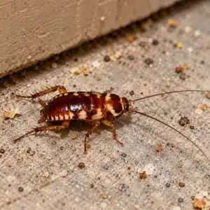 Australian Cockroach 