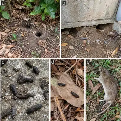 Common Signs of a Rat Nest 