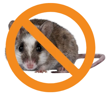mice