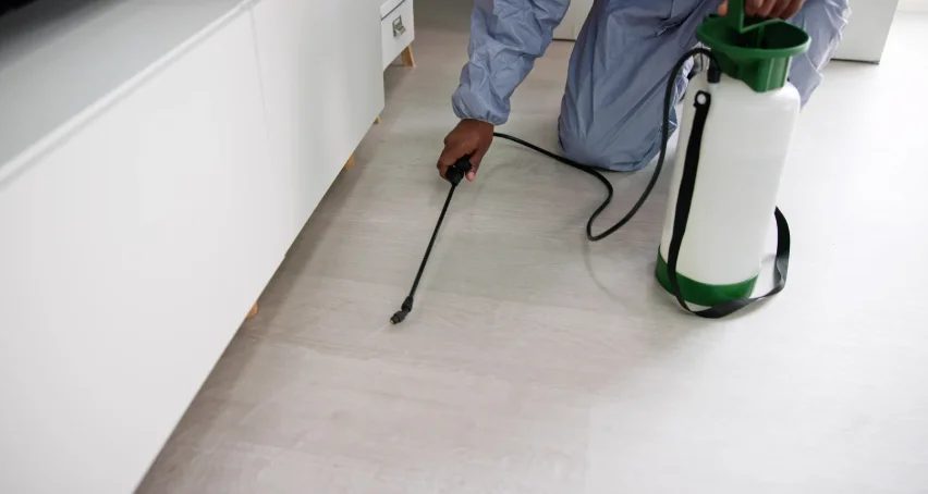 Termite Removal 