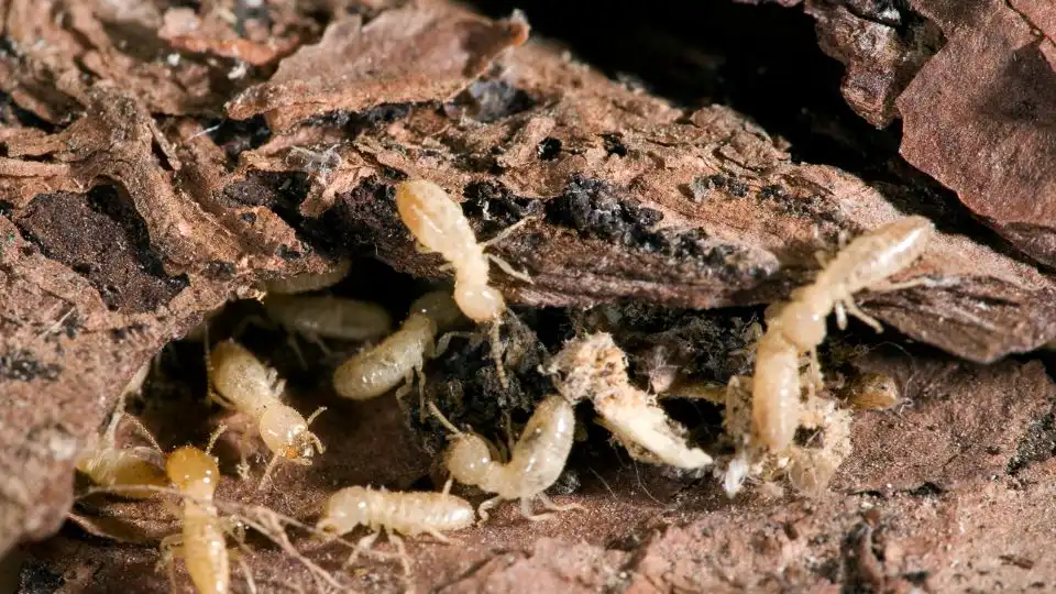 Signs Of Termite Infestation Indicate Urgent Pest Control Needs