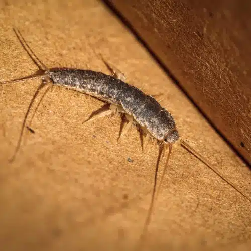 Silverfish pest control sydney