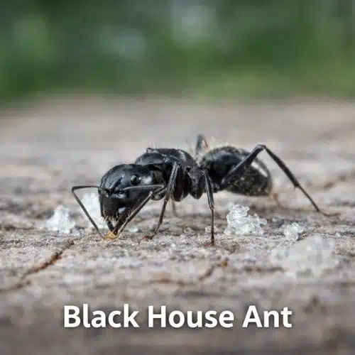 Black House Ant or Common Black Ant
