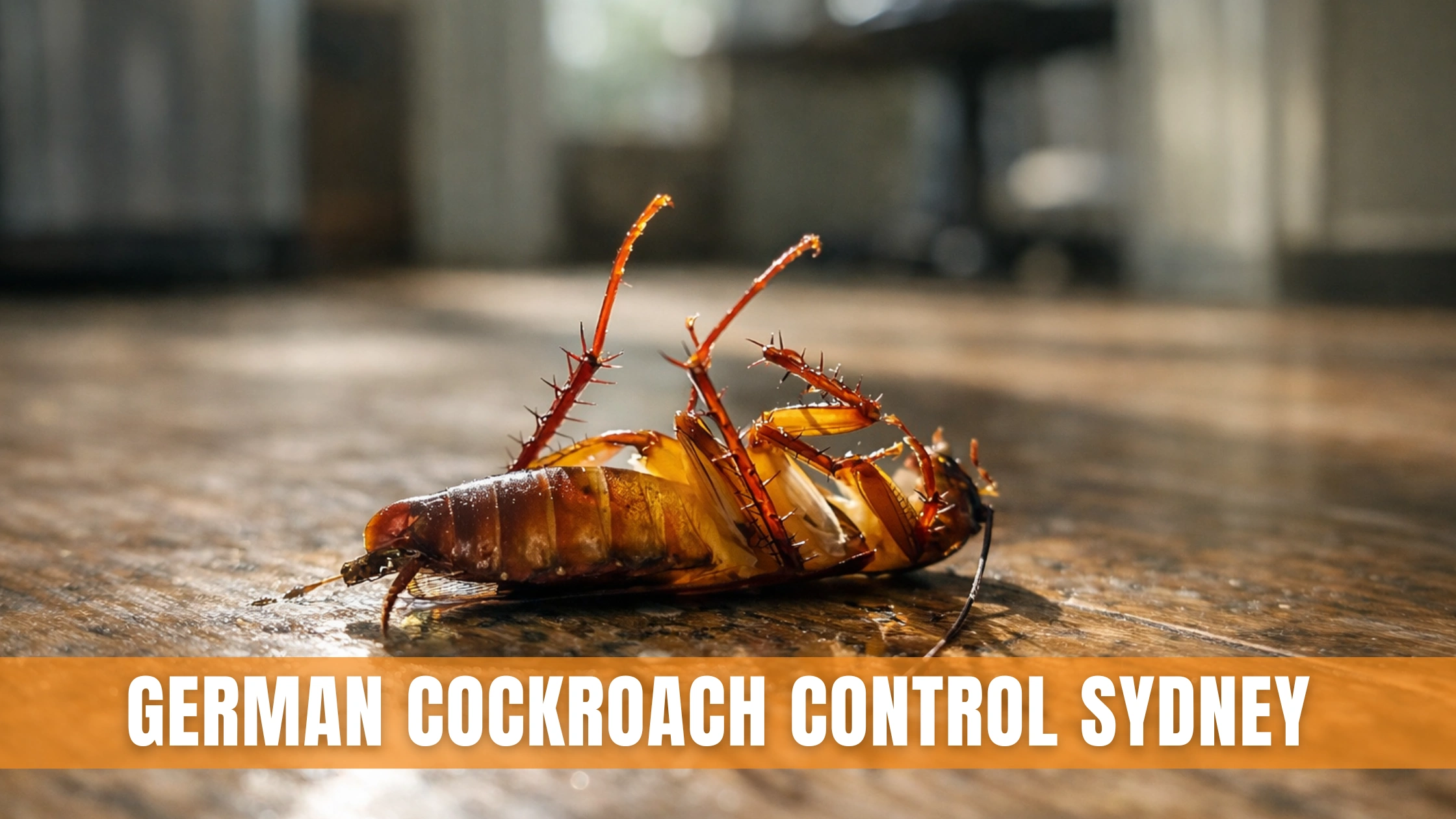 German Cockroach