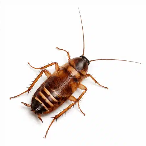 Brown Banded Cockroach (Supella longipalpa)