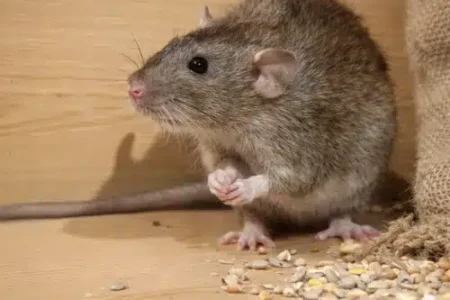 Rodent Control in Cecil Hills