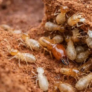 Termite Control Cartwright