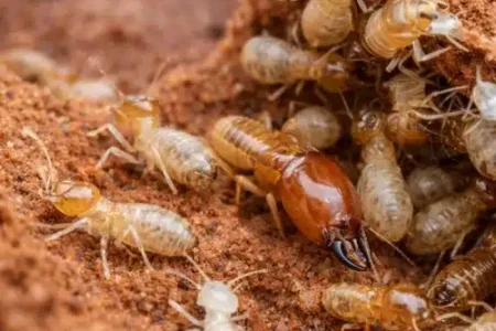 Termite Control in Cecil Hills