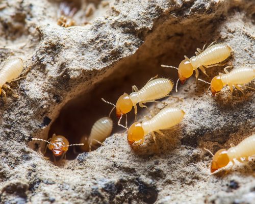 Termite Treatment