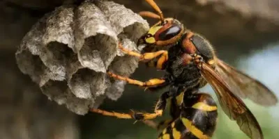 Wasp Control at Middleton Grange