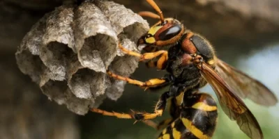 Wasp Removal Fairy Meadow