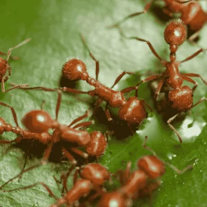 ANT PEST CONTROL