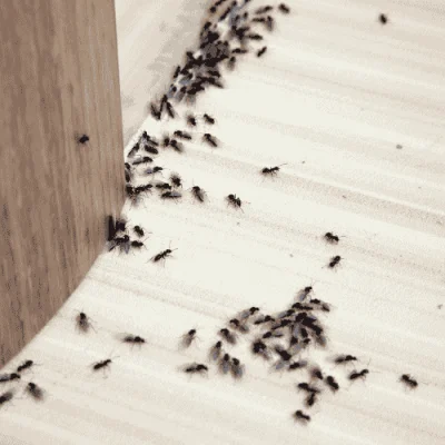 Ants – Small Pests, Big Problems for Sydney Homes