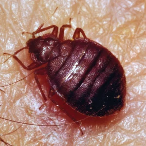Bedbug Treatment