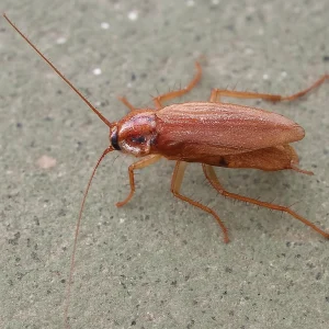 German cockroach control