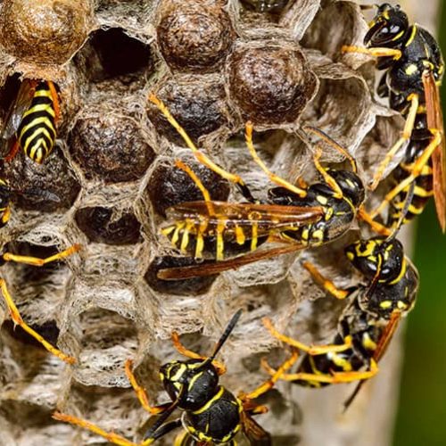 Commercial-Wasp-Removal-Services