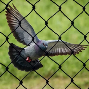Bird Control
