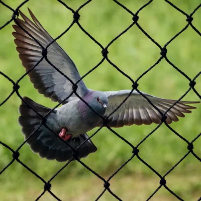 Bird Control