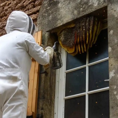 residential wasp pest control