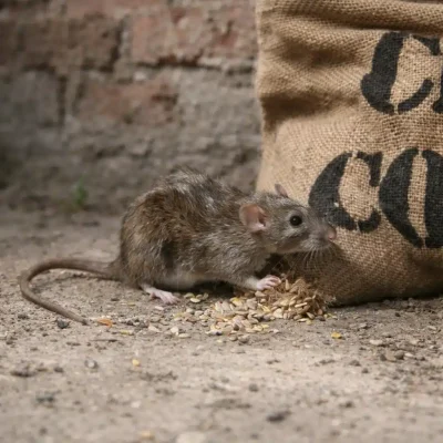 Rat Feeding Near Grain Bag – Common Rodent Pest Activity