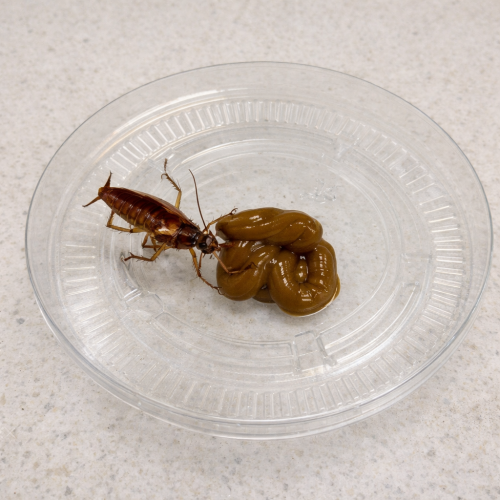 German Cockroach Bait
