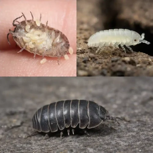 Common Slater Bug Species