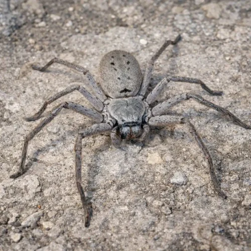 What Is a Huntsman Spider?