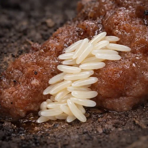 What Do Fly Eggs Look Like?