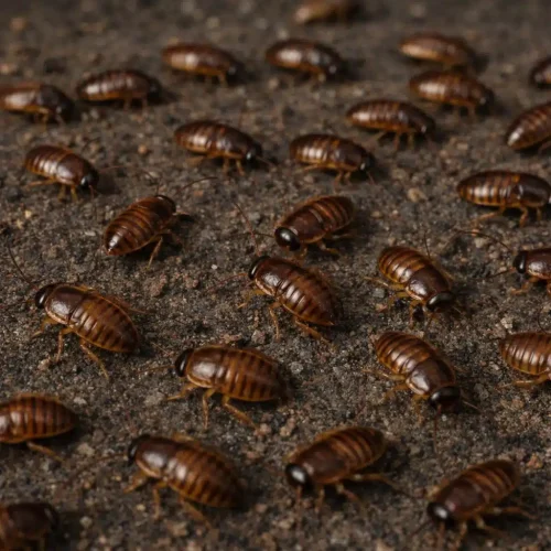 What Do Baby Cockroaches Look Like